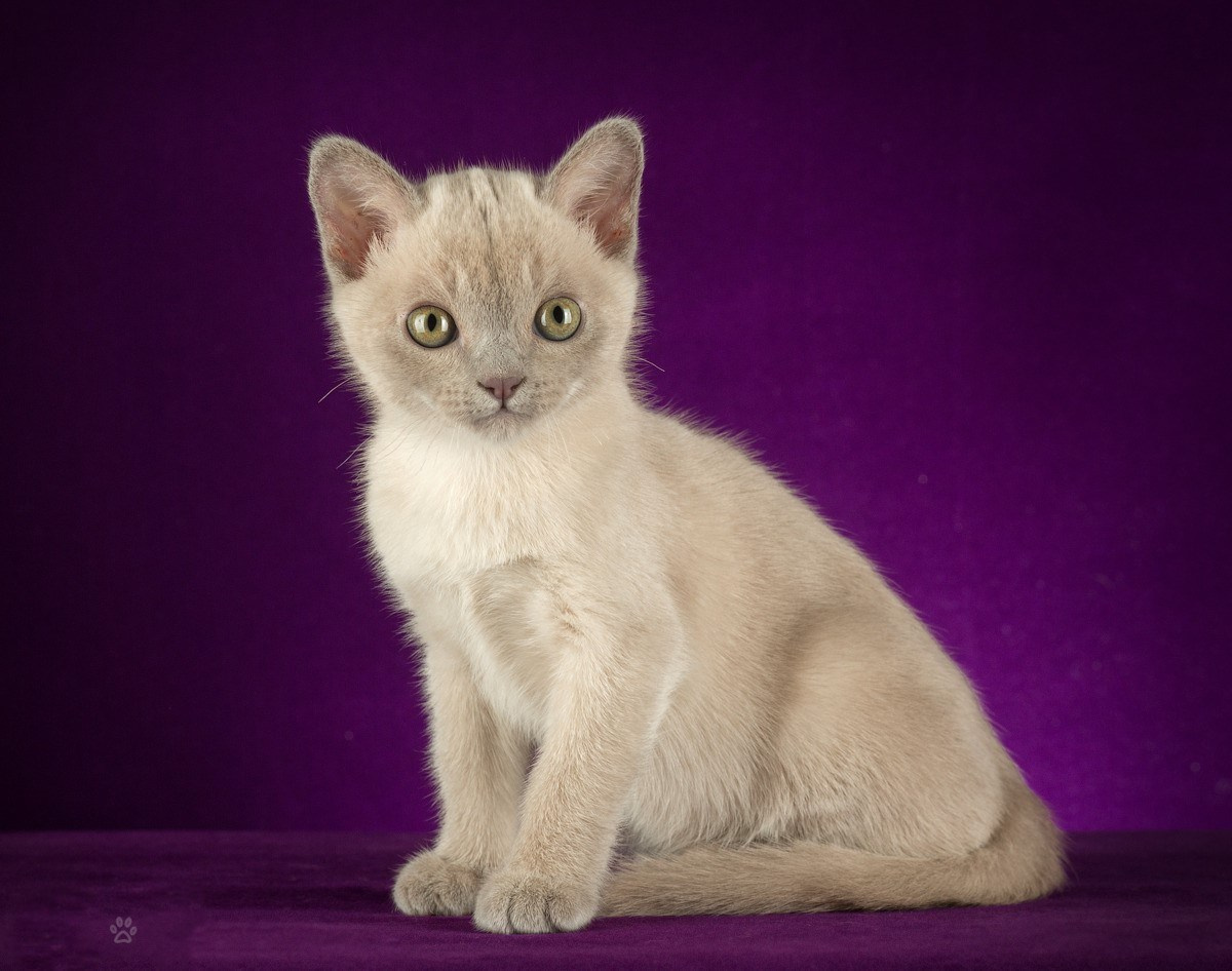 Котёнок американской бурмы. Las Burmas — питомник американской бурмы традиционных линий