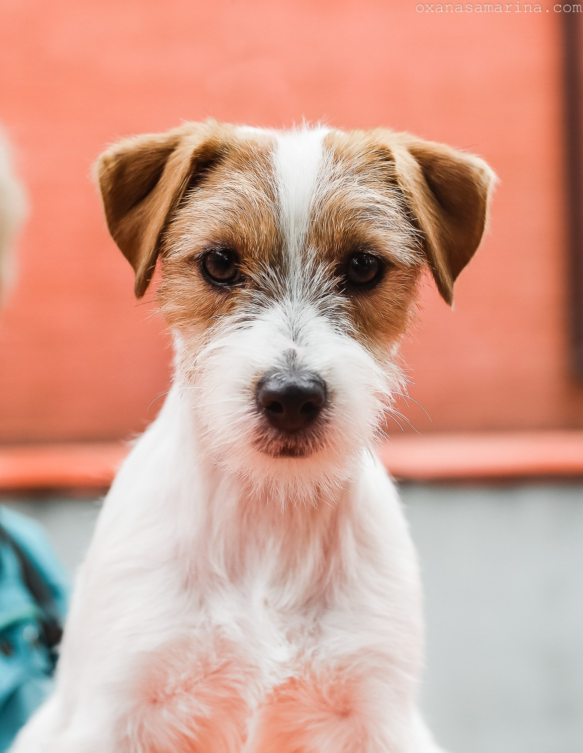 Port Fortis Happy Peppy