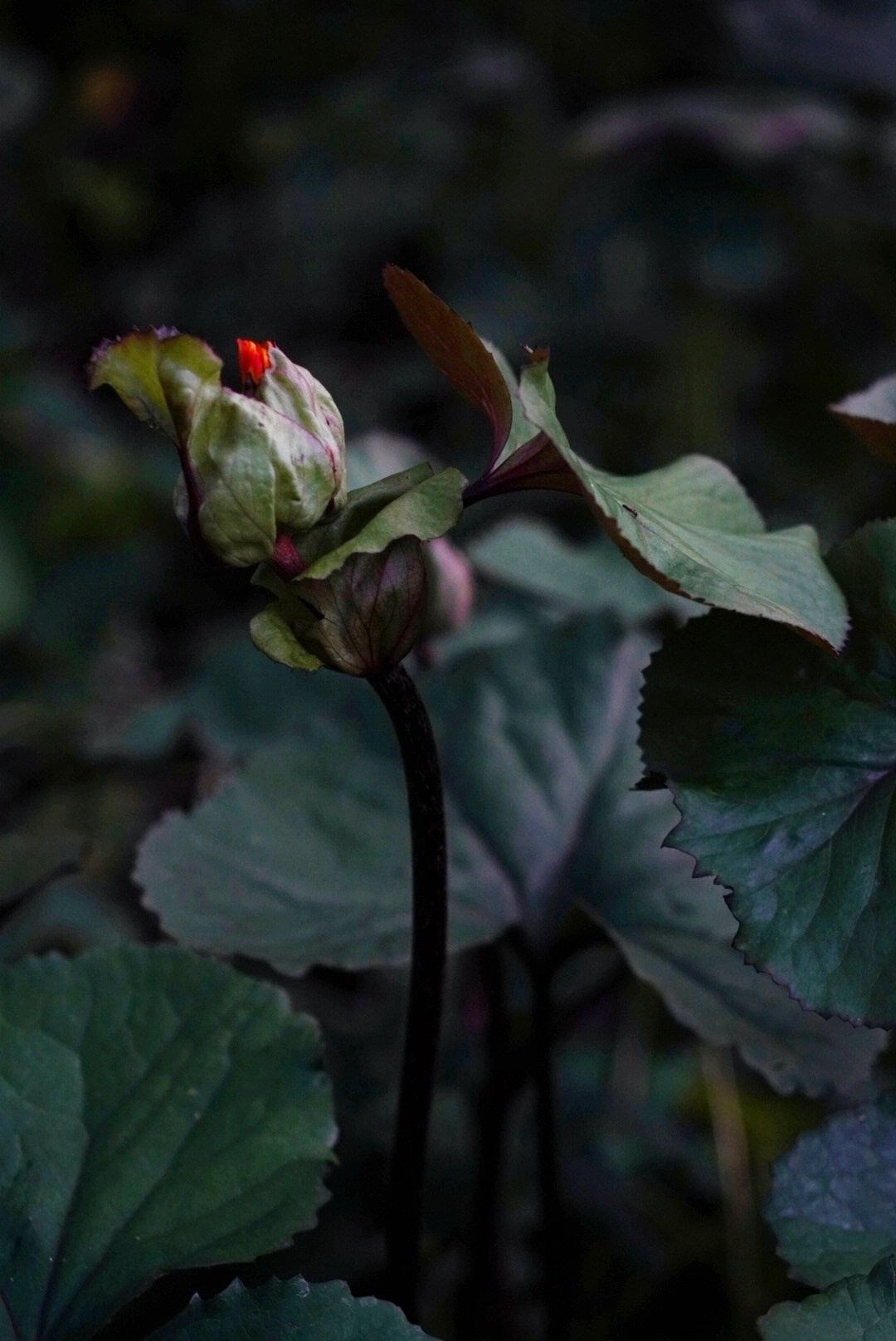 Природа. Настасья Проценко. Фотограф