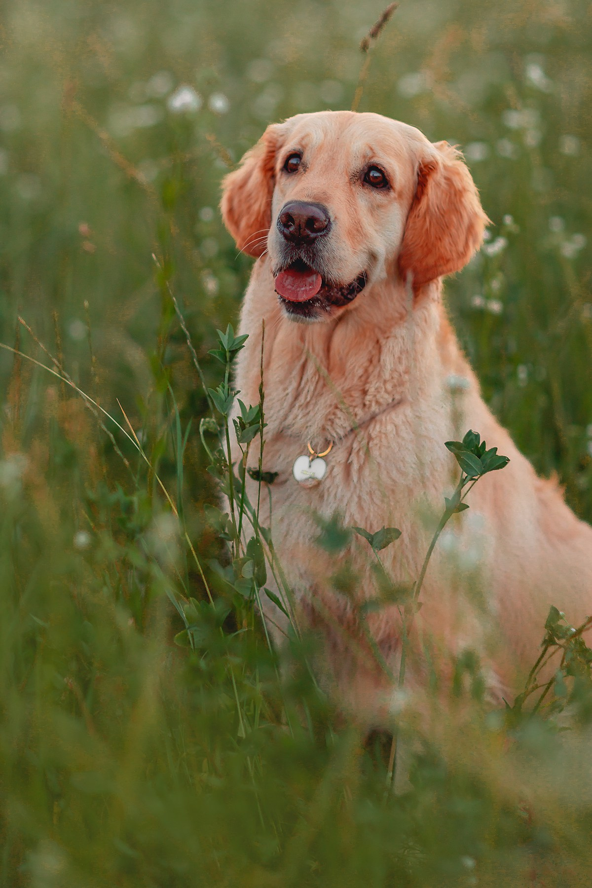 Марина и Чили. Семейный фотограф анималист Мария Крючкова