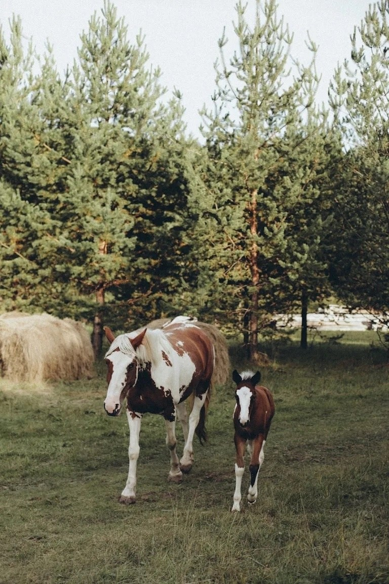 Ранчо. Фотограф Нижний Тагил Лилия Савина