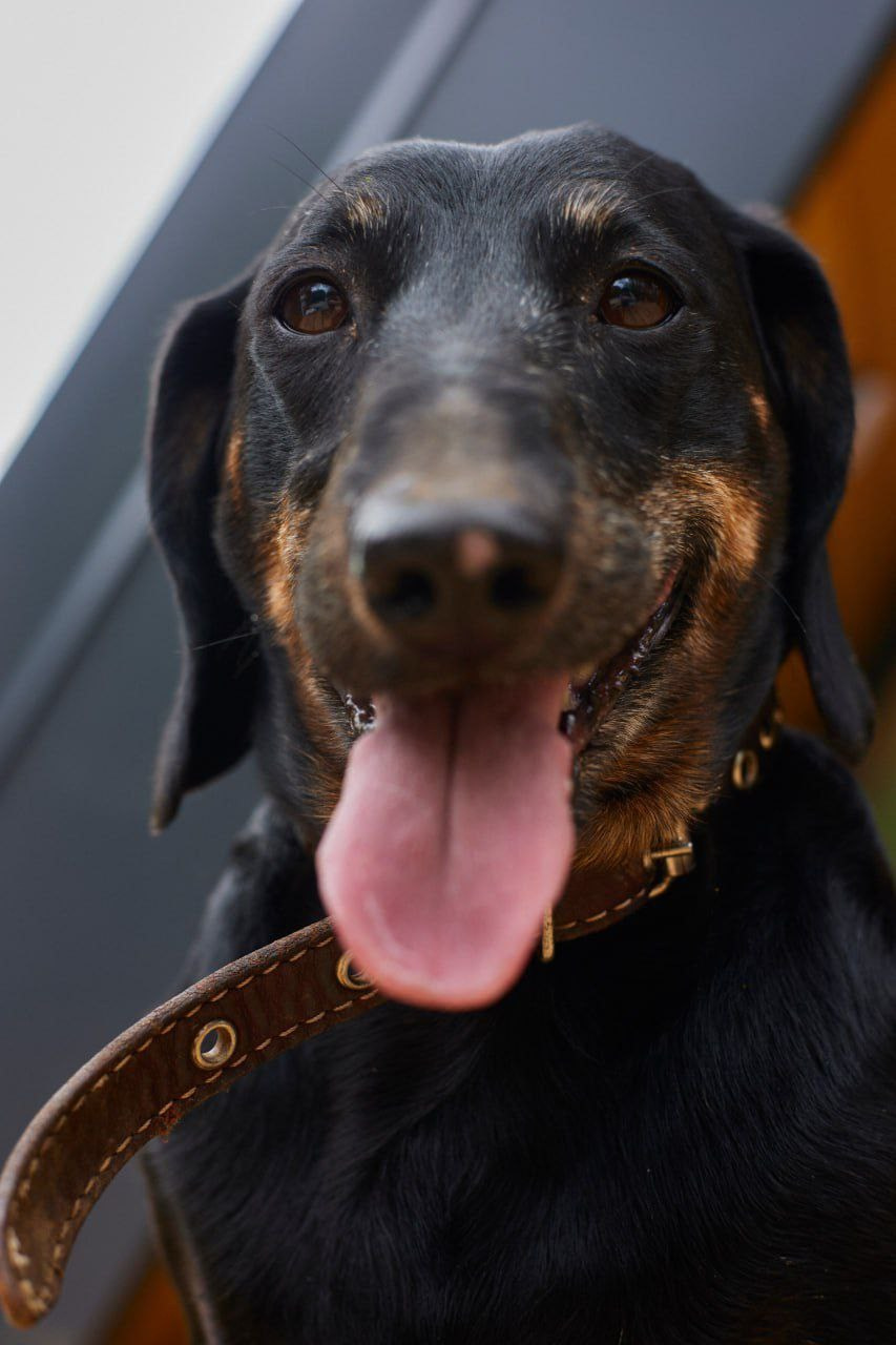 Ральф. Фотограф Никонова Софья