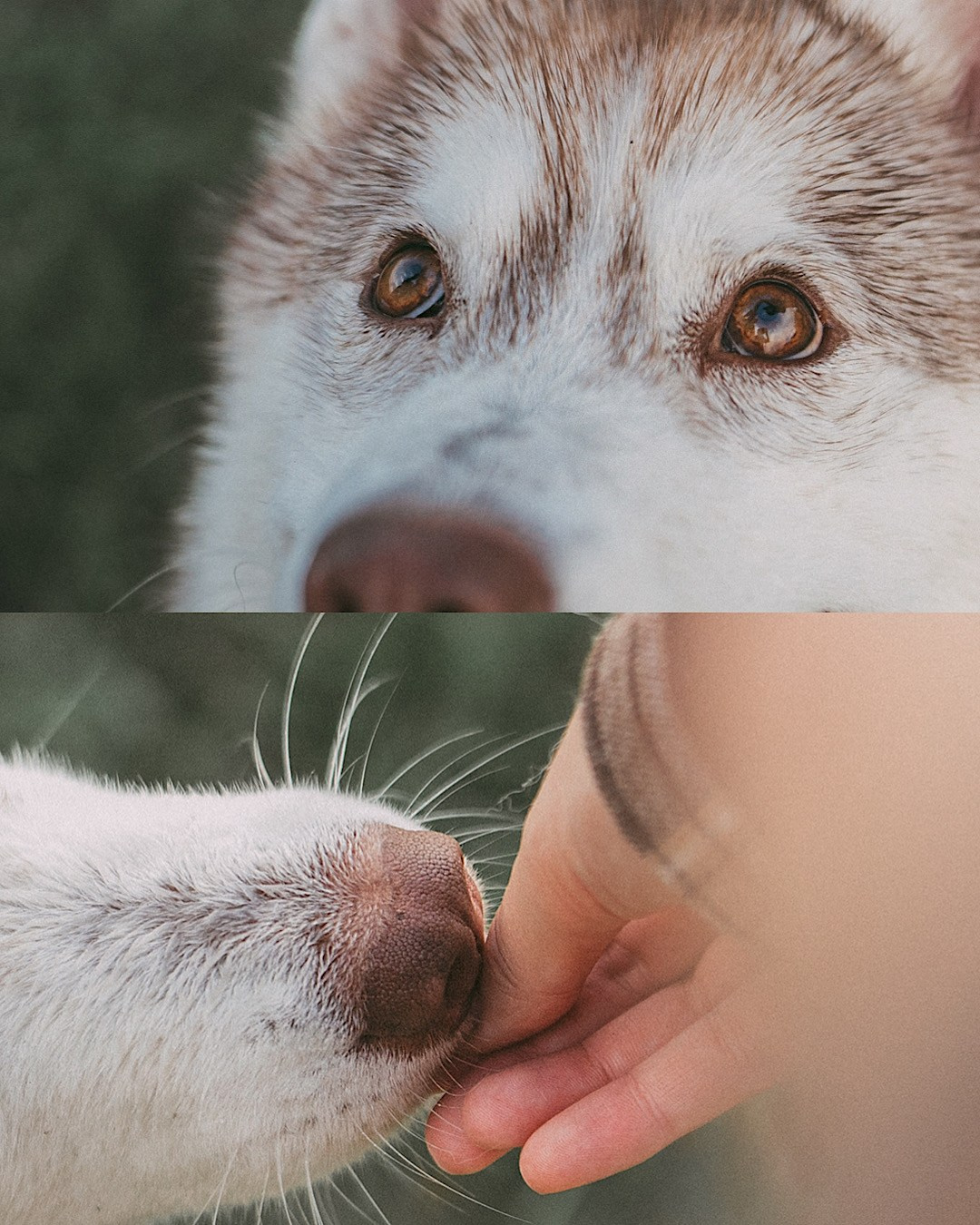 Мария и Джесси. Фотограф анималист в Москве и Санкт-Петербурге Свиридова Анна