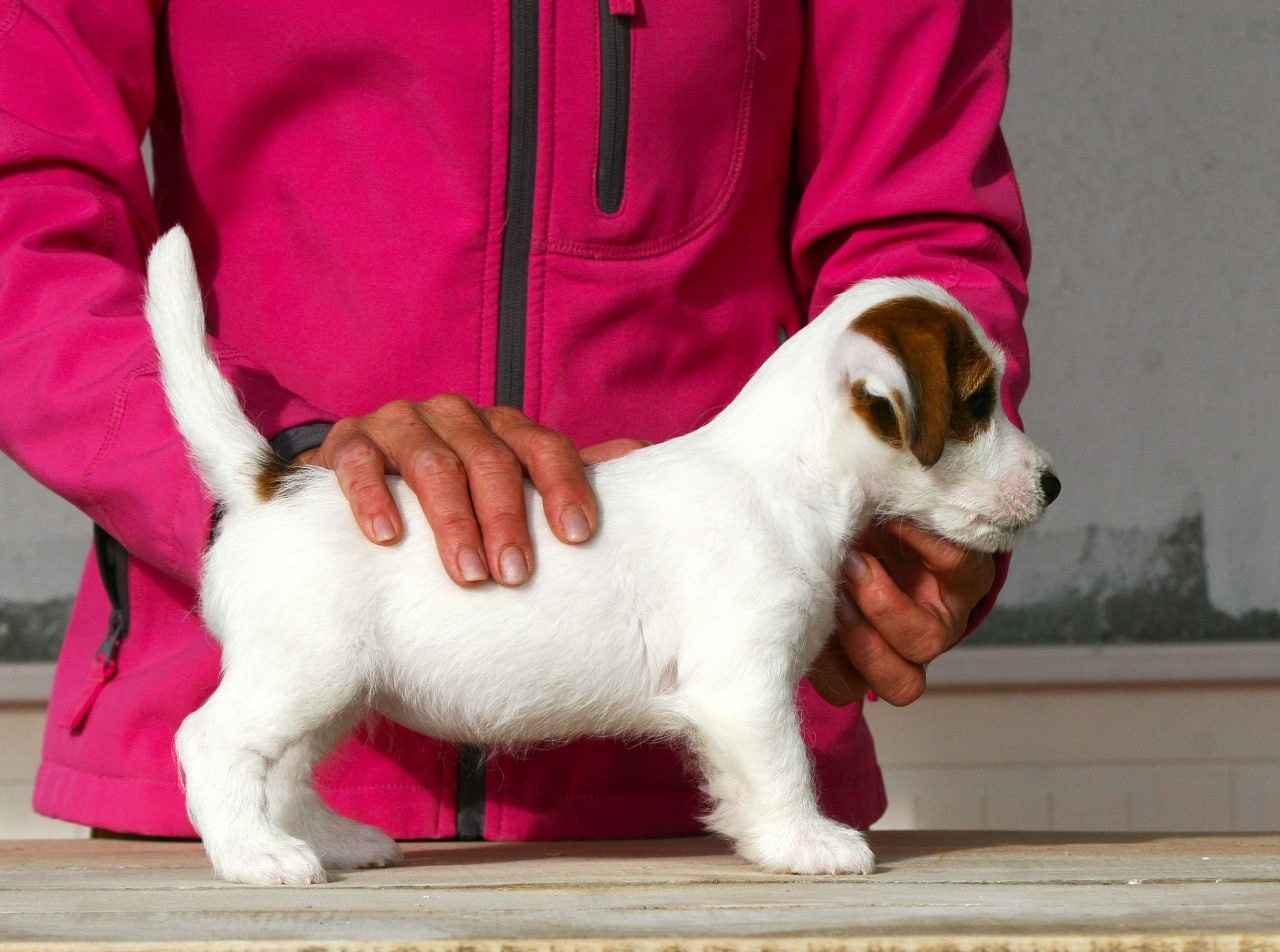 Female 1 brocken not available at this moment. Lovely-Orange питомник джек рассел терьеров