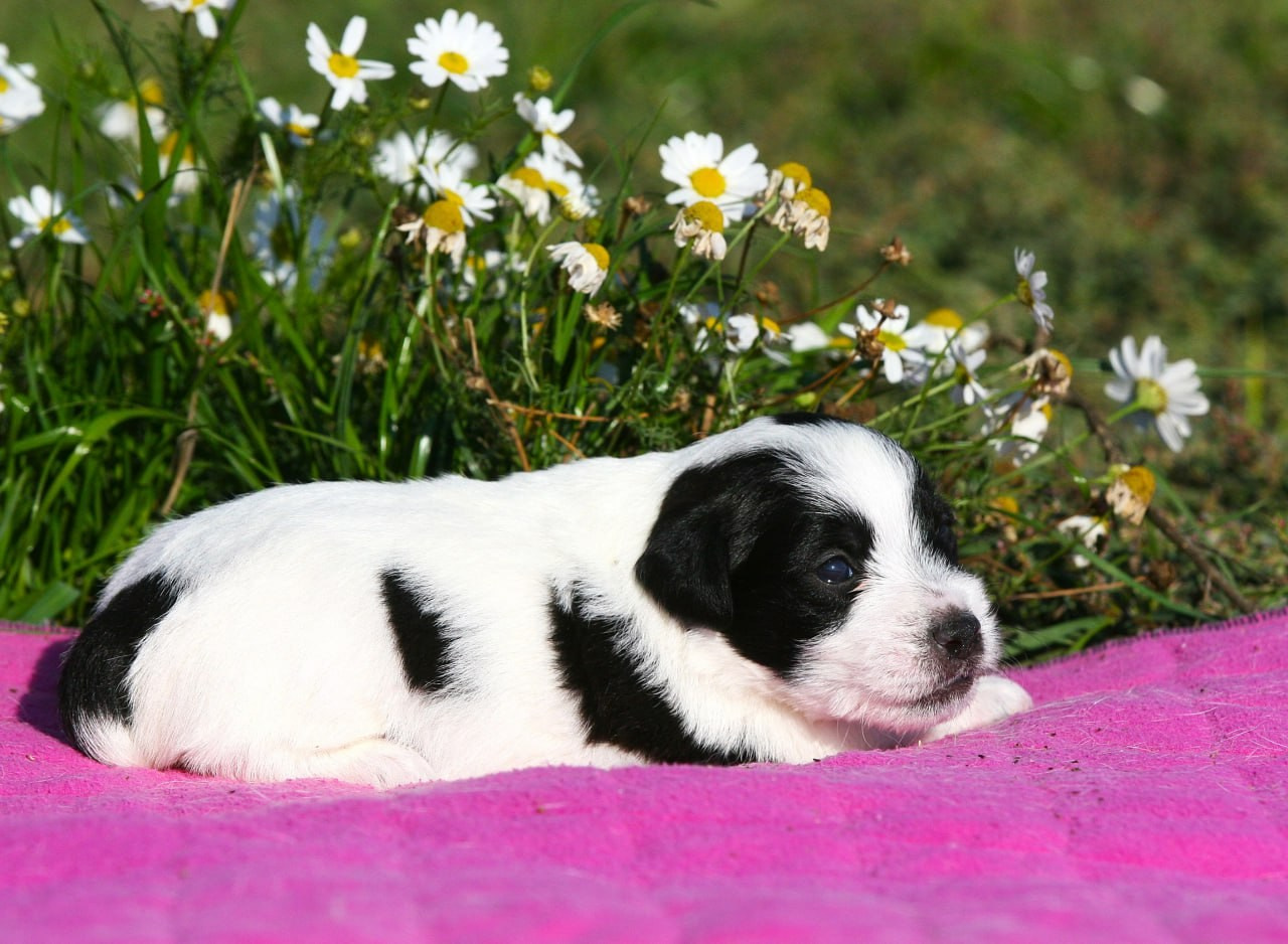 Сука 2. Lovely-Orange питомник джек рассел терьеров