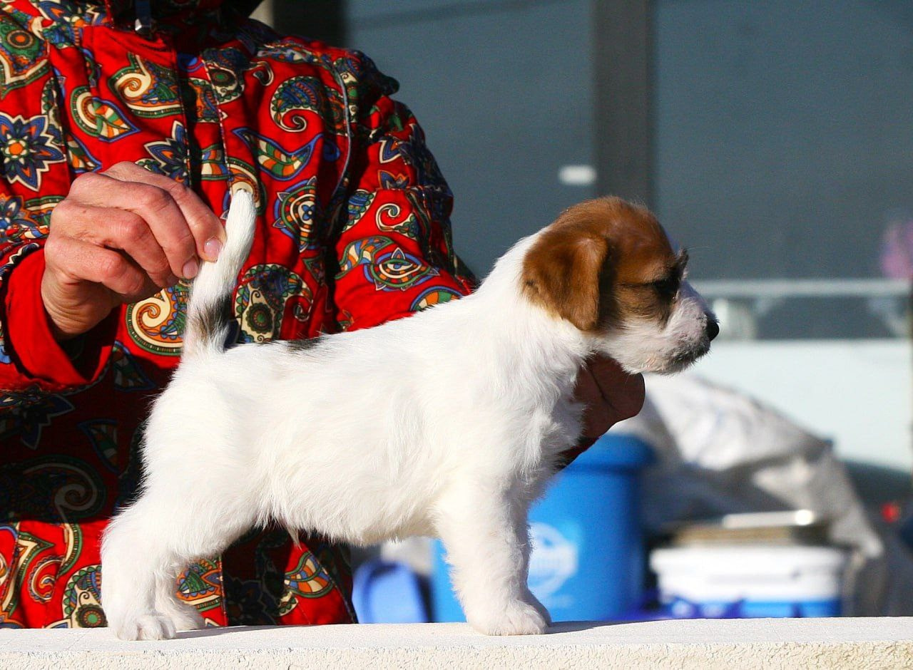 Кобель 1. Lovely-Orange питомник джек рассел терьеров