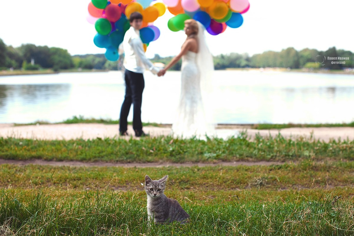 Свадебные серии. Павел Иванов. Создание профессионального медиаконтента. Москва