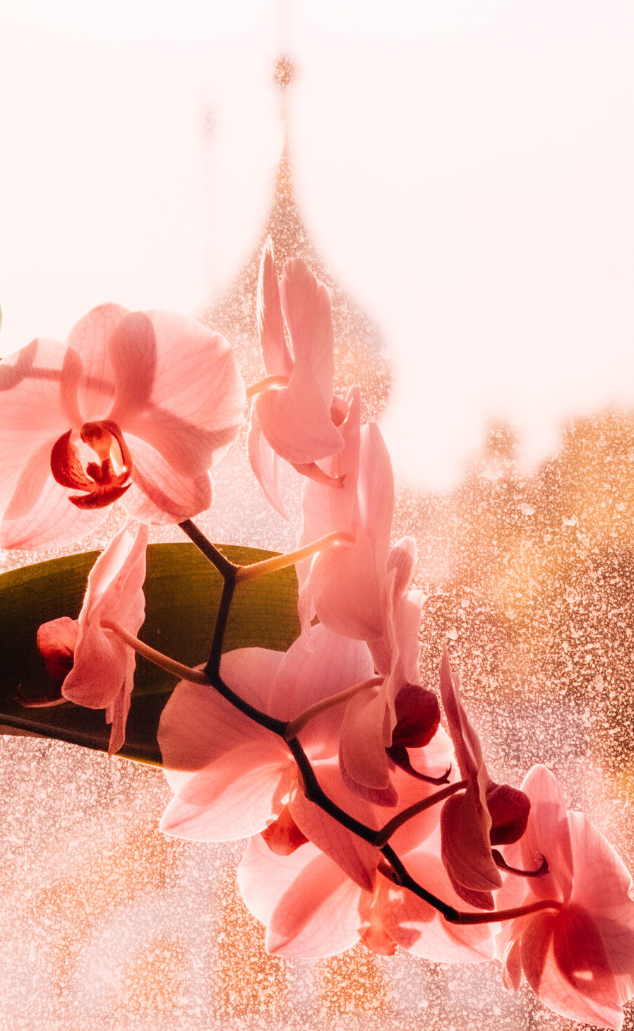 Фотограф Владимир Кононенко