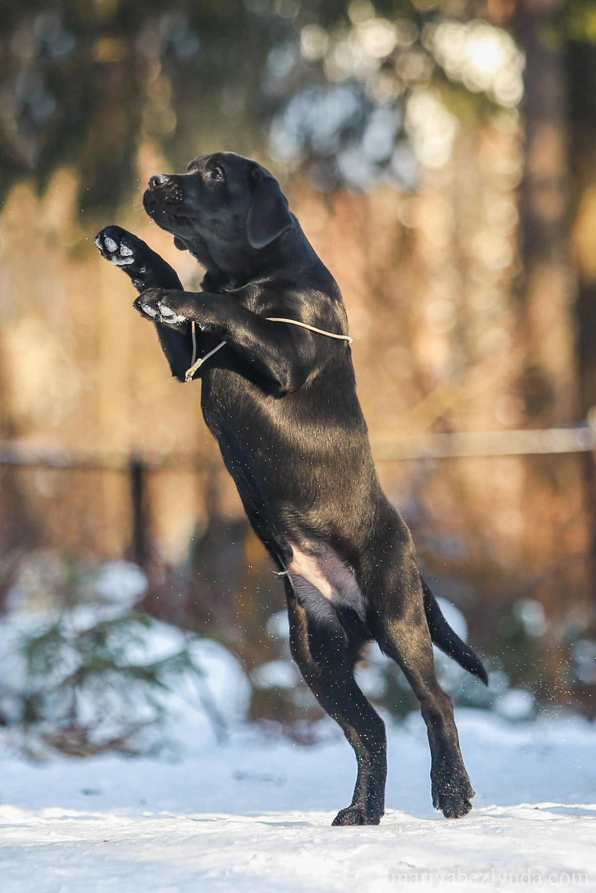 Щенки. Семейный и детский фотограф в Москве Мария Быкова