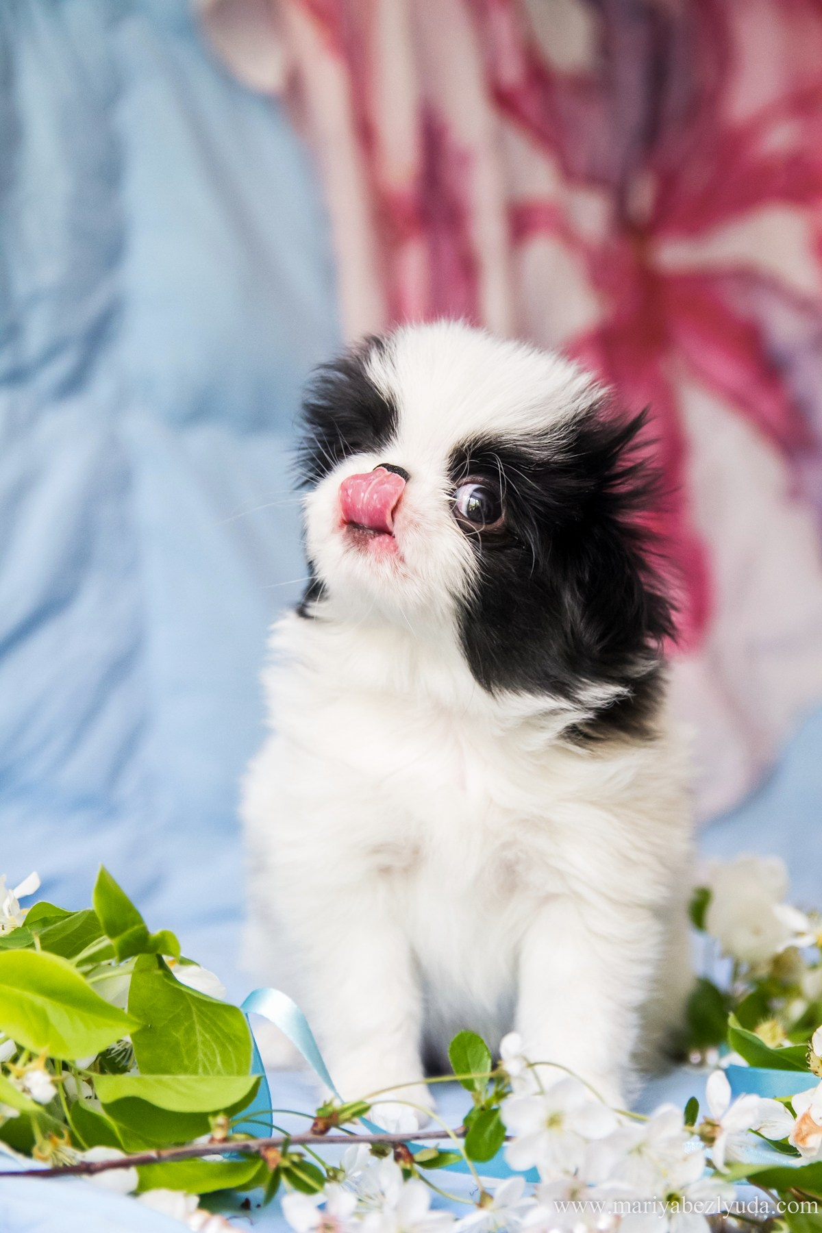 Щенки. Семейный и детский фотограф в Москве Мария Быкова