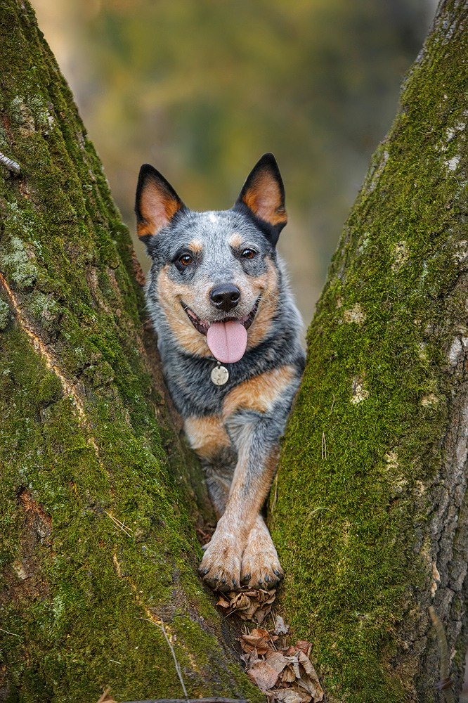 Съёмки собак на природе. Фотограф-анималист Natalia Deingel | Фотосъемка собак в Москве