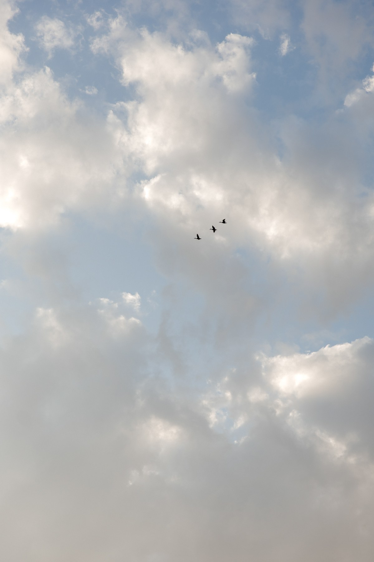 ПО МОТИВАМ КРЕСТНОГО ОТЦА. Свадебный фотограф Верещак Сергей I Ростов-на-Дону