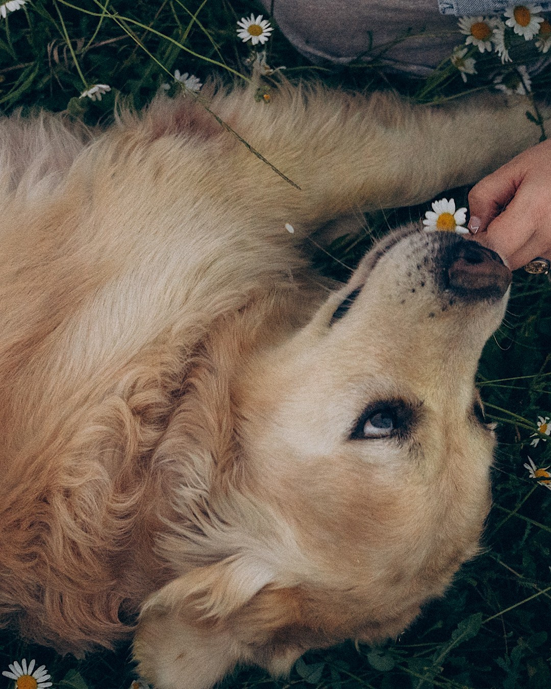 Кристина, Александр, Каролина, Владлен и Космос. Фотограф анималист в Москве и Санкт-Петербурге Свиридова Анна