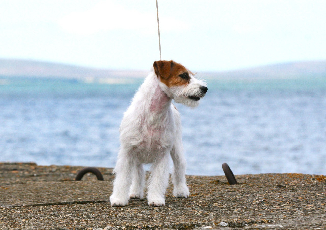 Anroal Chiquilla aka Miya. Lovely-Orange питомник джек рассел терьеров