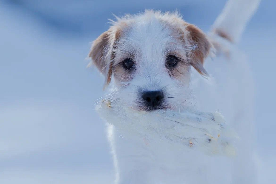 Сука 5. Lovely-Orange питомник джек рассел терьеров