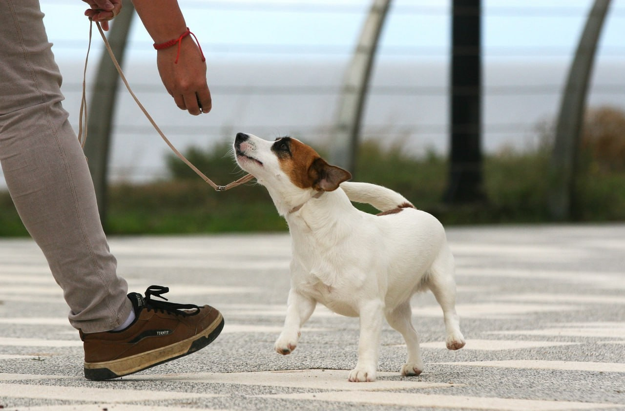 Lovely-Orange Money Money. Lovely-Orange питомник джек рассел терьеров