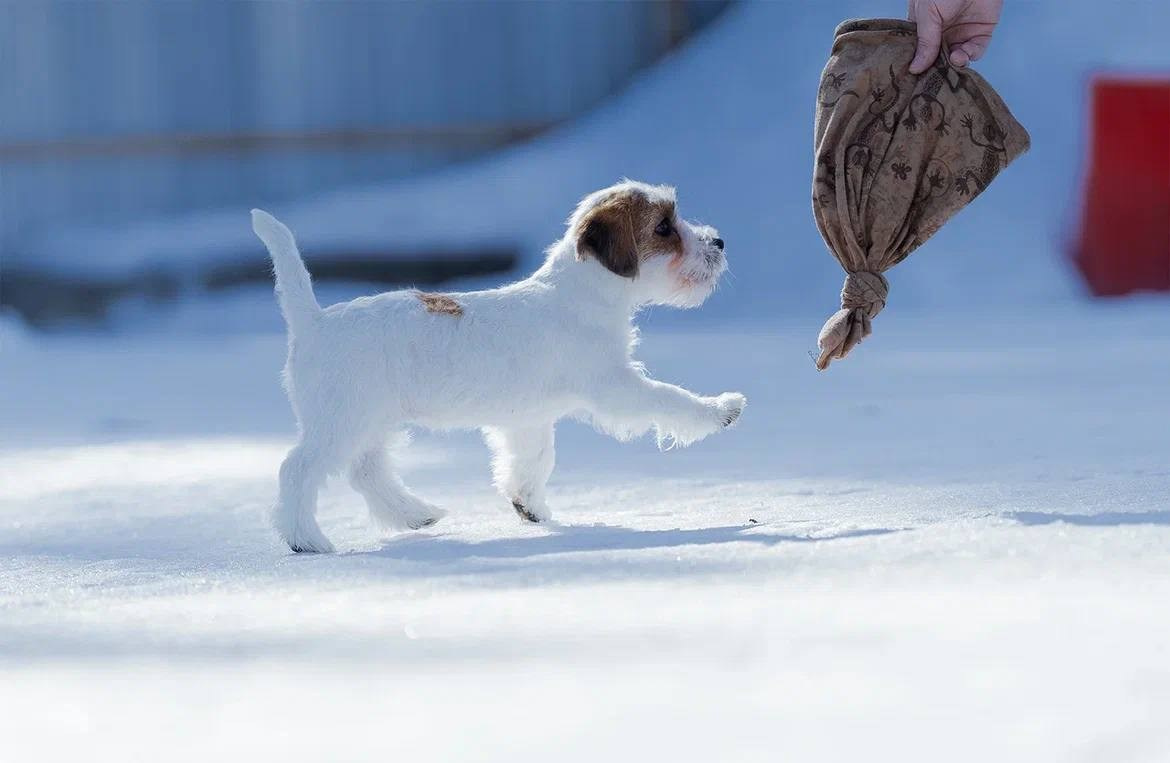 Сука 3. Lovely-Orange питомник джек рассел терьеров