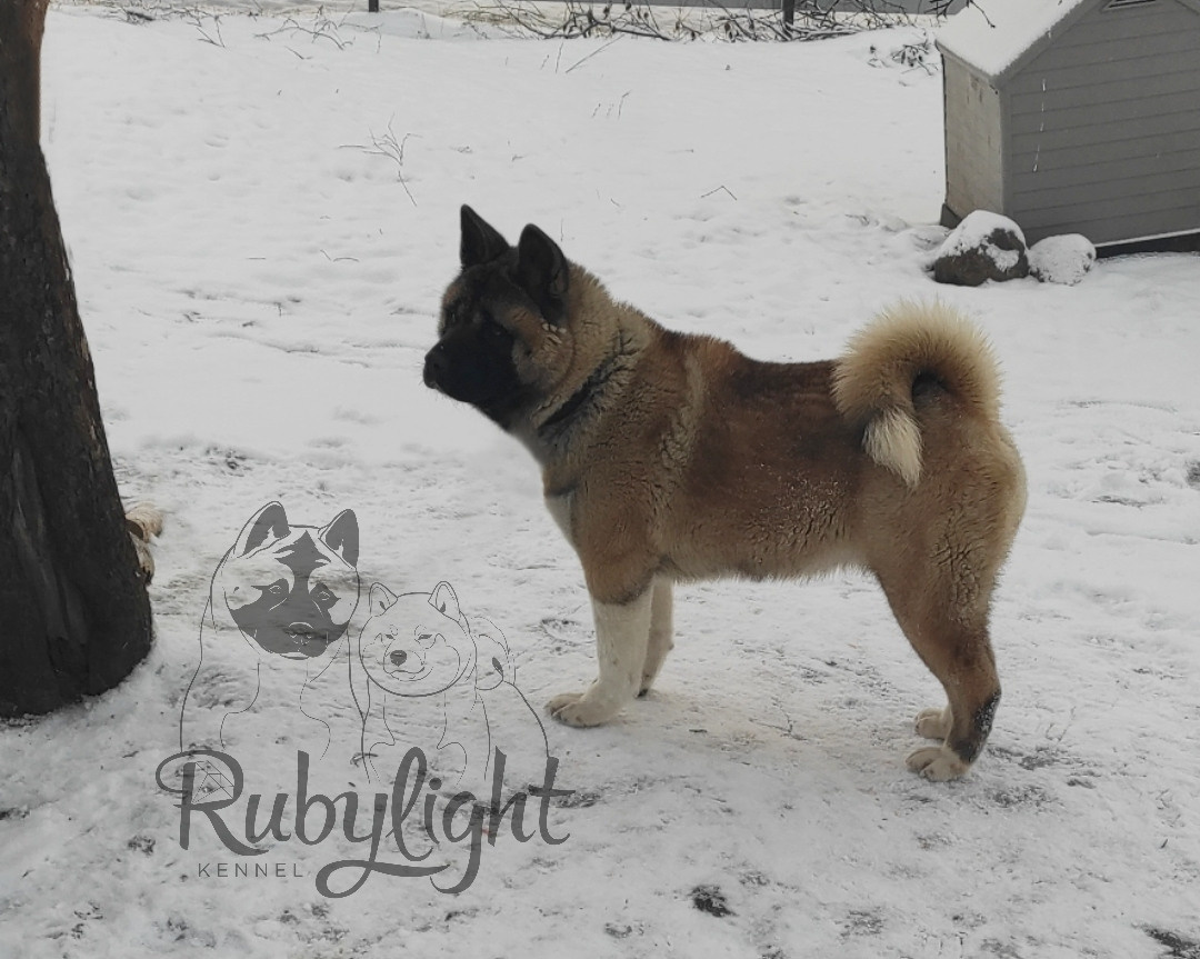 Американская акита питомник RUBYLIGHT. Американская акита I Сиба ину I Питомник RUBYLIGHT