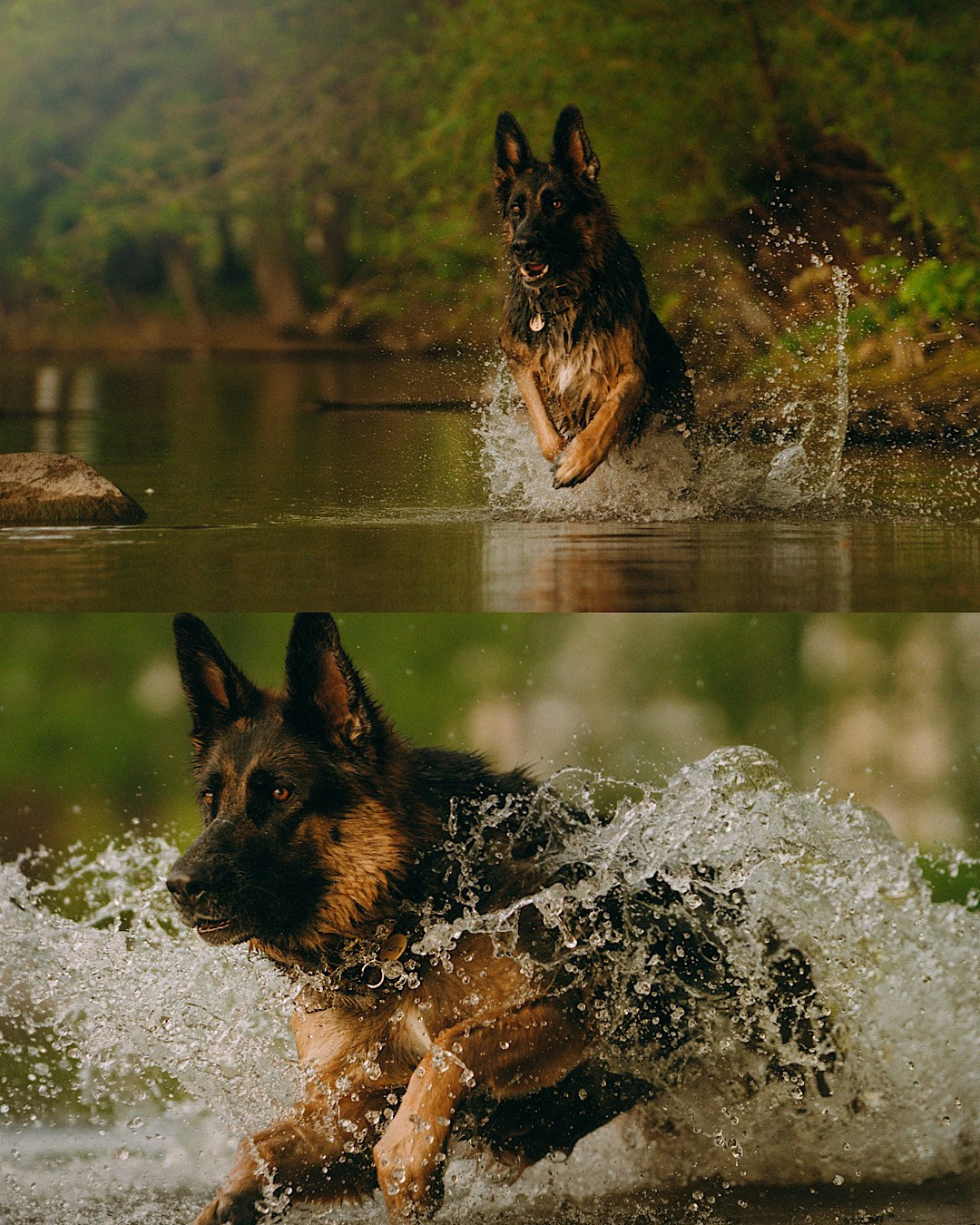 Людмила и Марта. Фотограф анималист в Москве и Санкт-Петербурге Свиридова Анна