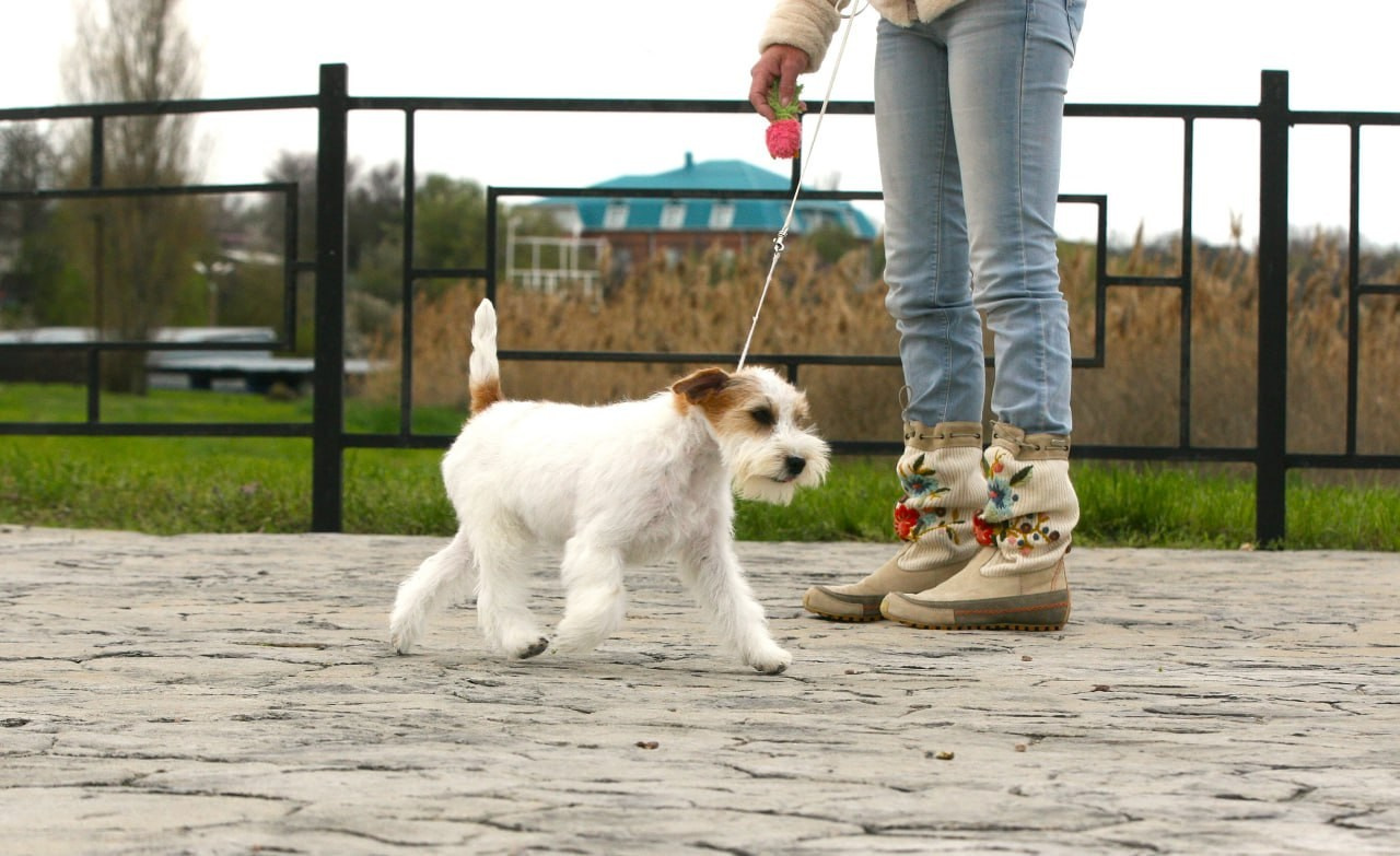 Lovely-Orange Colambina. Lovely-Orange питомник джек рассел терьеров