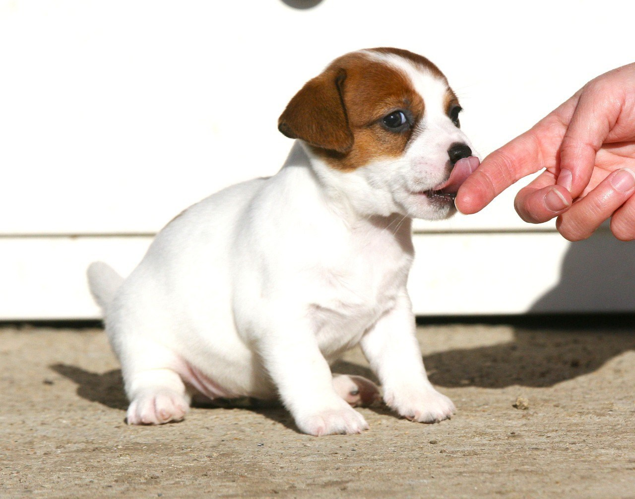 Сука 1. Lovely-Orange питомник джек рассел терьеров