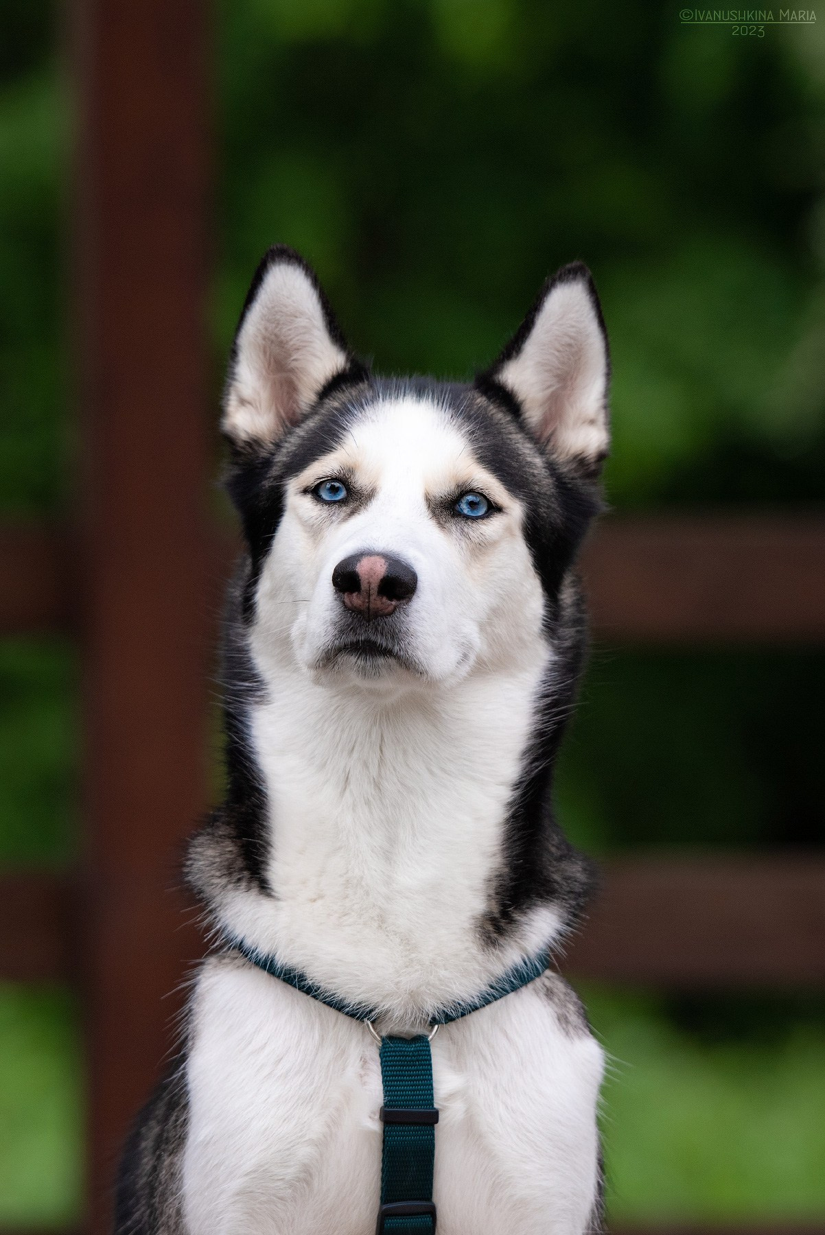 Пиарные фотосессии собак на пристройство. Фотограф собак в Москве и Московской области Иванушкина Мария