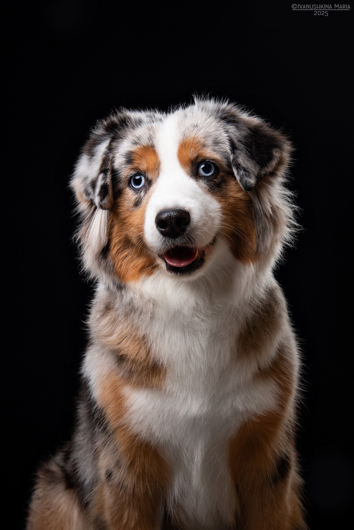 Фотосессия собаки в студии. Фотограф собак в Москве и Московской области Иванушкина Мария