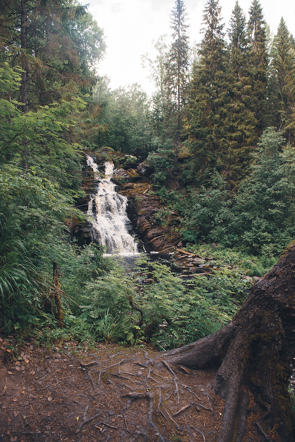 Карелия. Фотограф-анималист Наталья Светличная