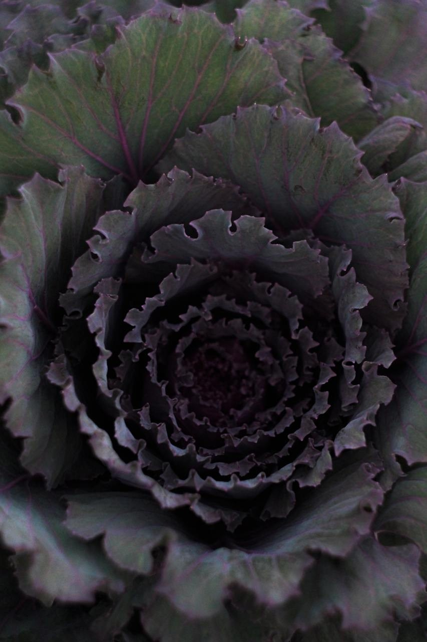 Аптекарский огород. Софа Катастрофа, Одичание. фотохудожница, креативный продюсер, автор. Nude, eros, портретный фотограф