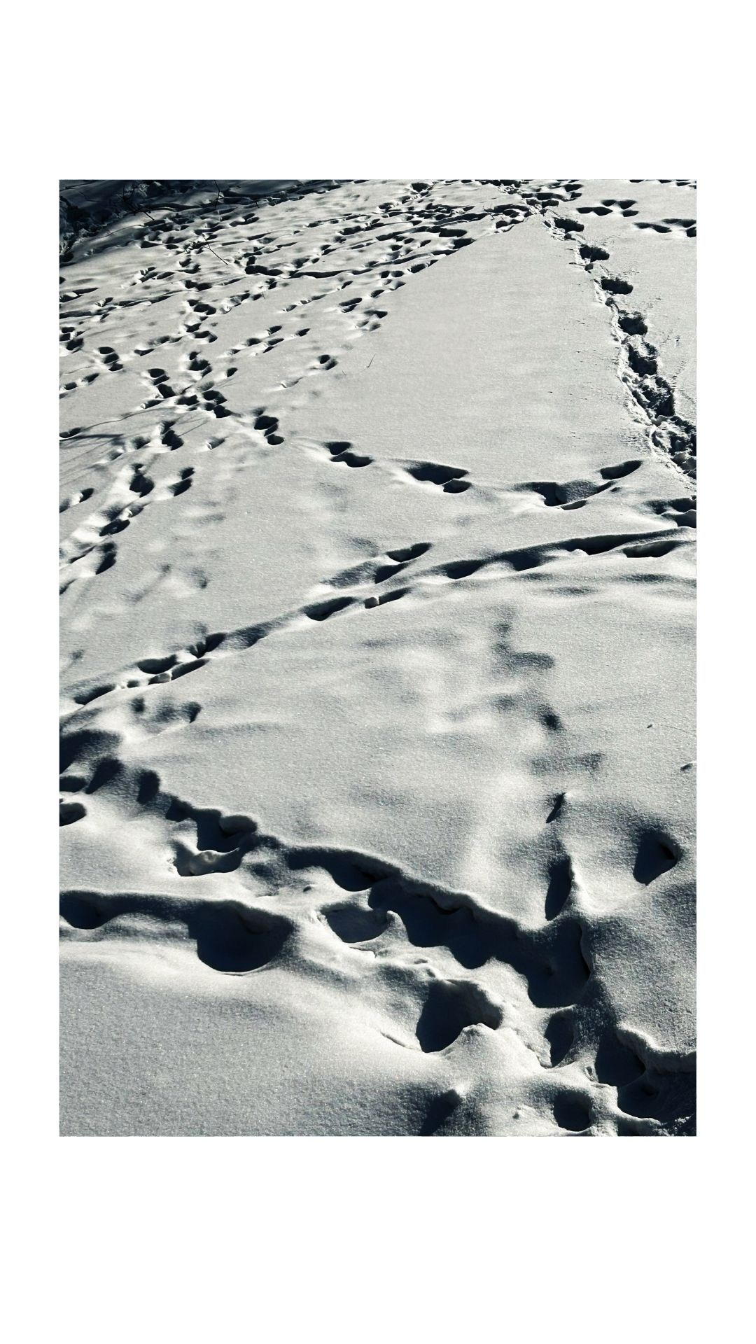 Зима по-сибирски. Главная