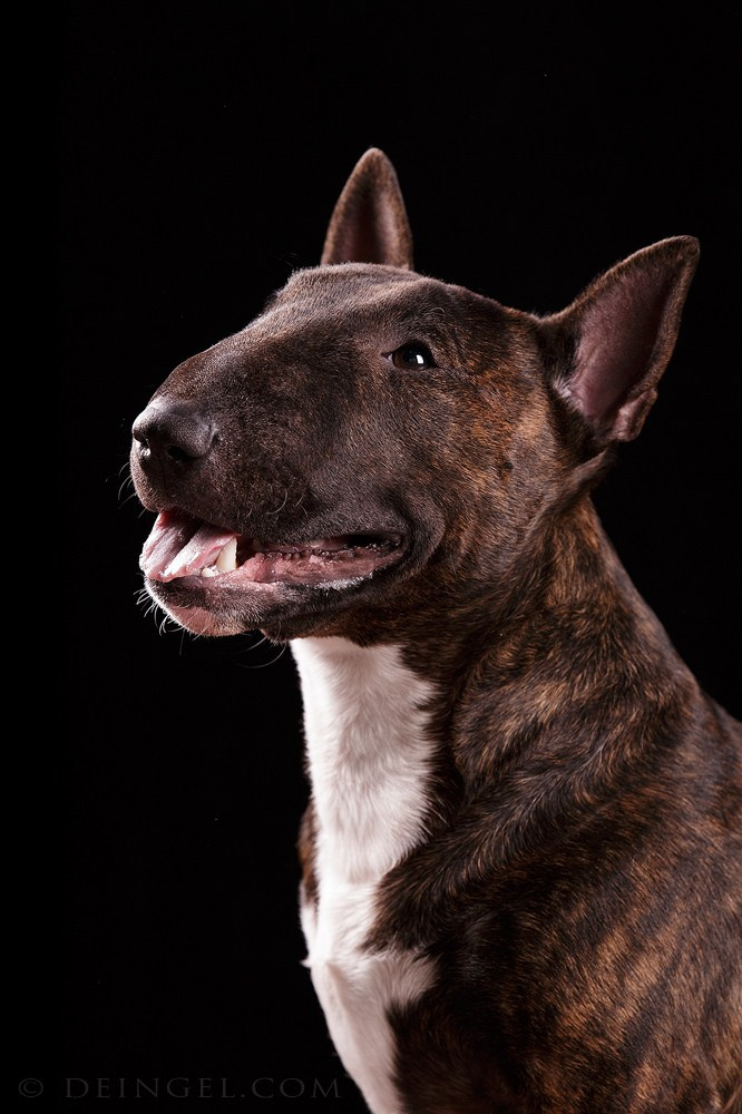 Студийная съёмка собак. Фотограф-анималист Natalia Deingel | Фотосъемка собак в Москве