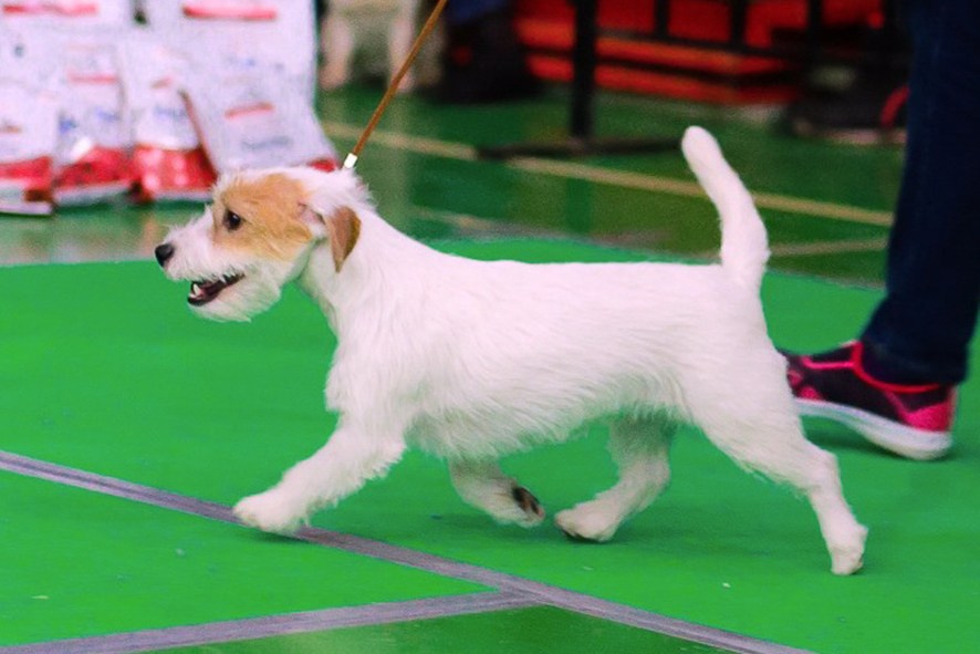 Lovely-Orange Millenium