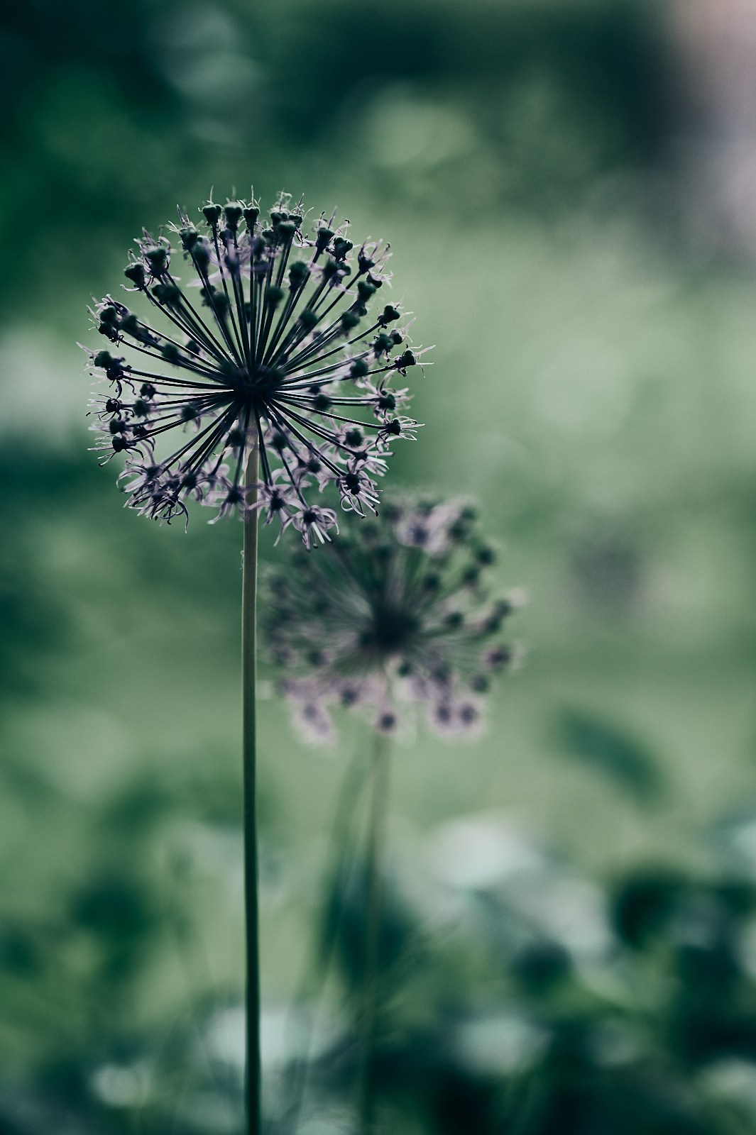 Ботаника. Фотограф Дмитрий Логинов