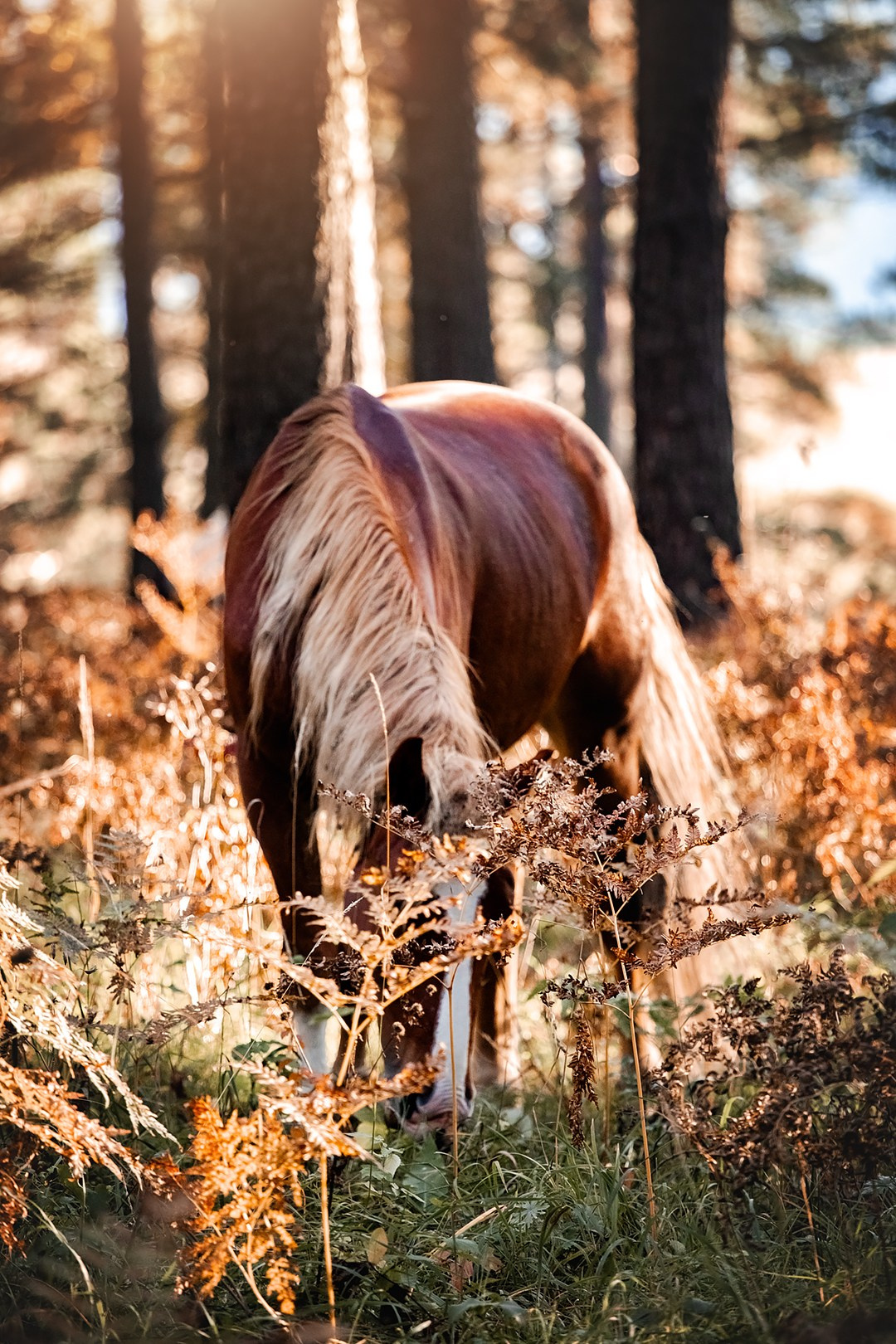 Осенний Горный Алтай '23. BrisArts