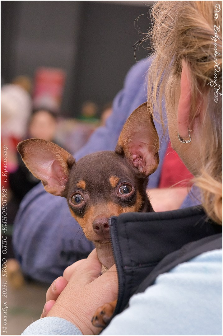 Репортаж. Фотограф анималист | семейный Юлия Вакуленко, г. Краснодар