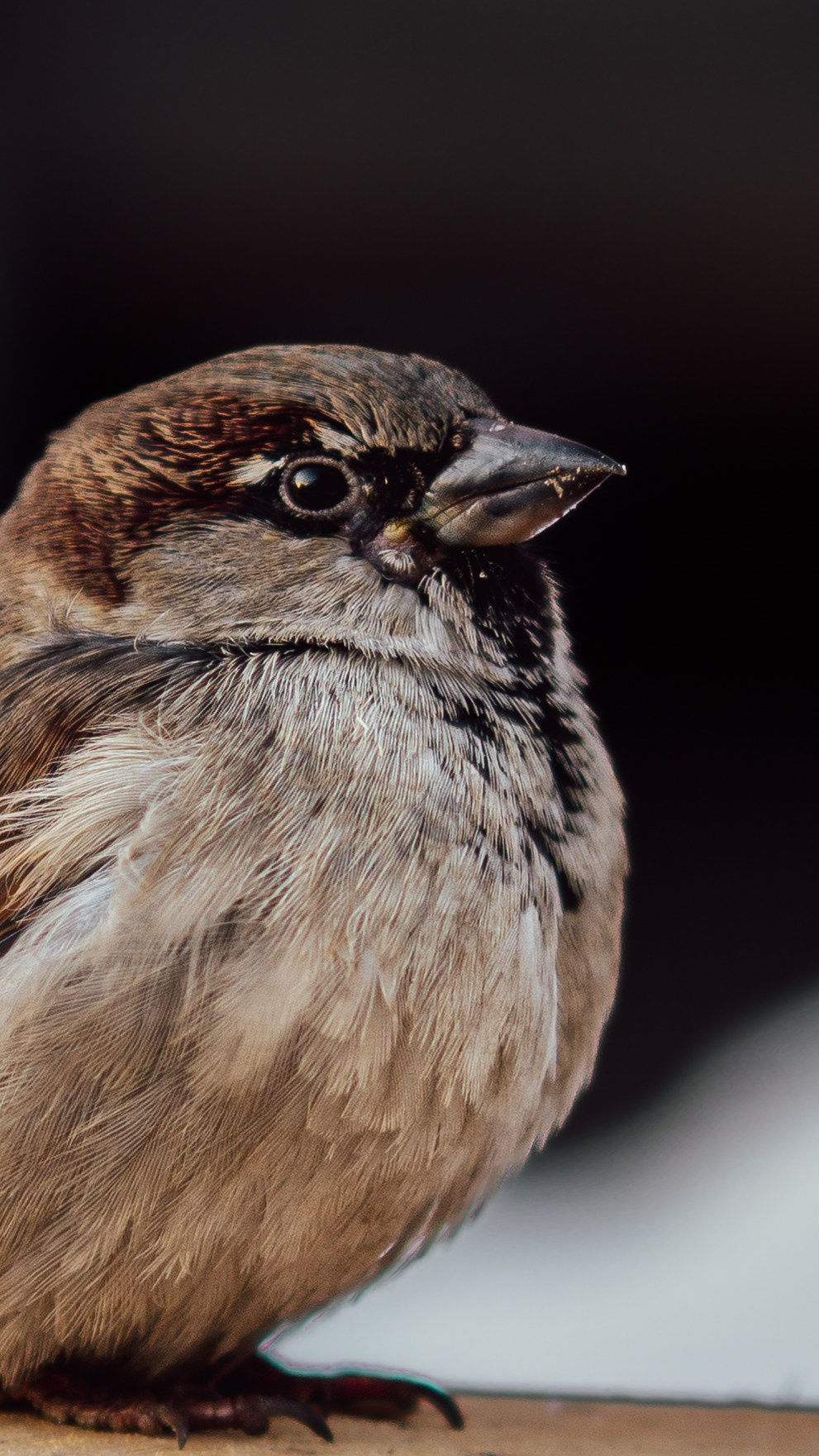Воробьи. Профессиональная фотография от VladEstaf_StyloQArt: портреты, репортажи, семья