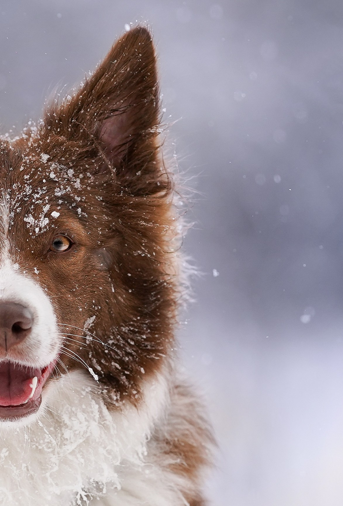 Красно-рыжая банда. Фотограф-анималист в Санкт-Петербурге Яна Мартынова