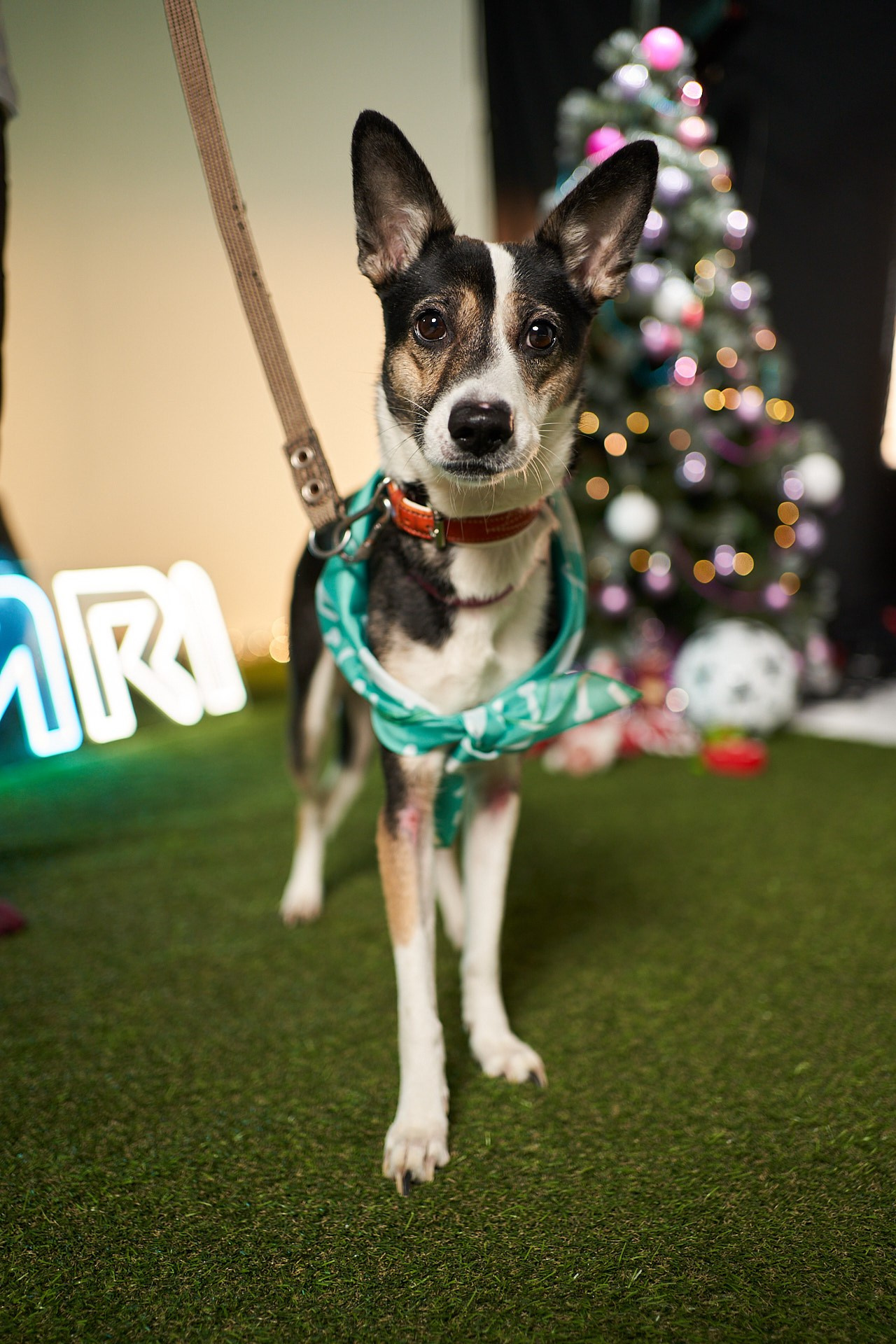 Проект «Андердоги» для коллаборации Фонда «Рэй», Sports.ru, Пари. Фотограф анималист Москва Дарья