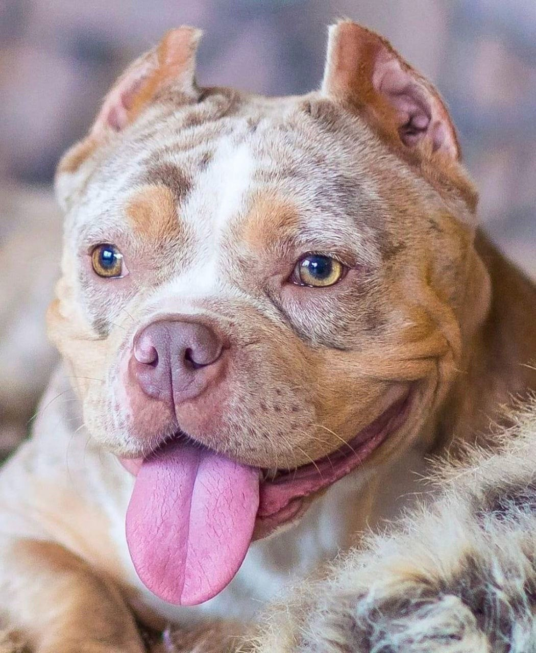 булли на фото с языком