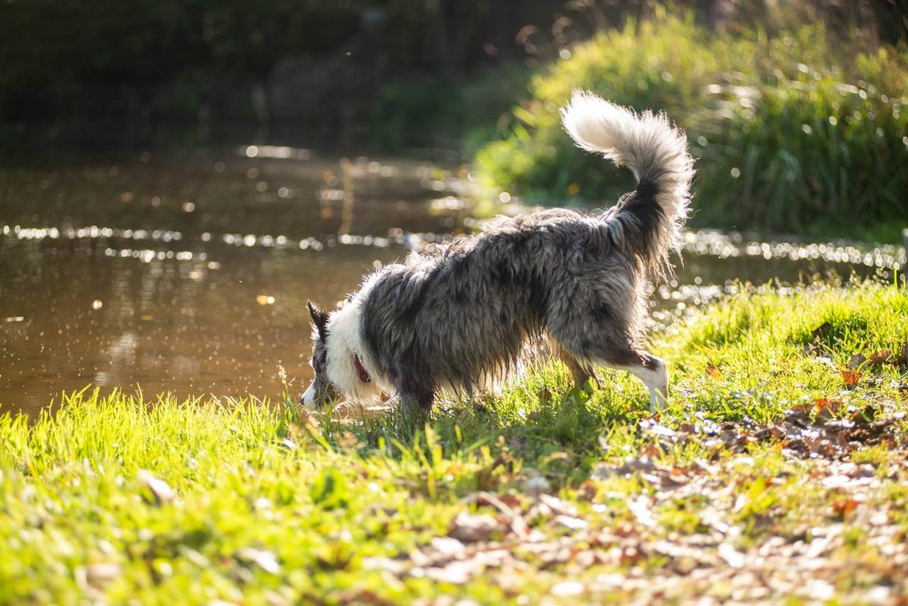 Фритсвит. Семейный фотограф Ефремова Виктория