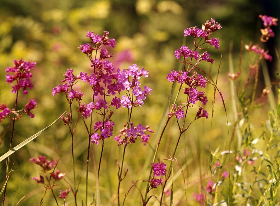 Лето. ВАДИМ ГИППЕНРЕЙТЕР — ВЕЛИКИЙ ФОТОГРАФ ЗЕМЛИ РУССКОЙ