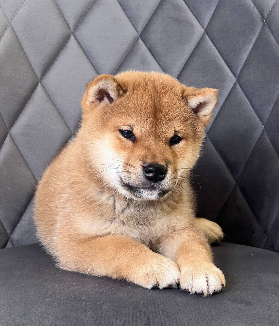 сиба питомник Рубилайт щенки на продажу rubylight  сиба щенки купить СПб Санкт-Петербург 