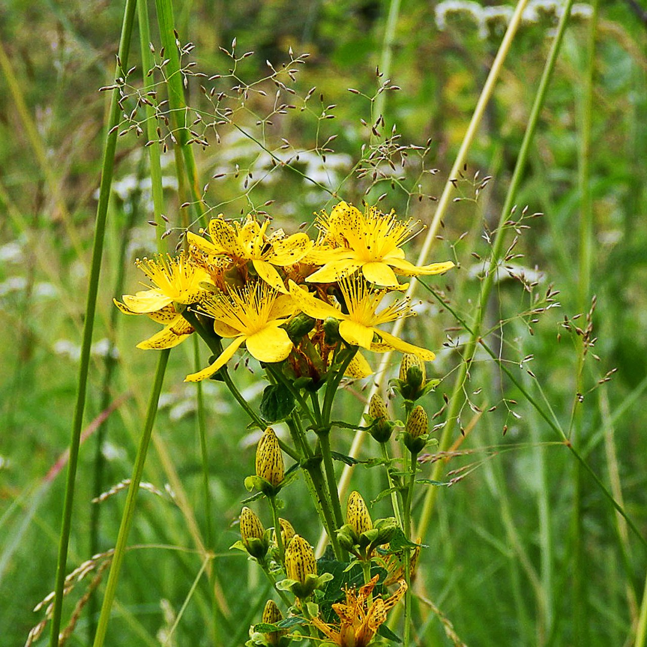 Травы. Природа севера