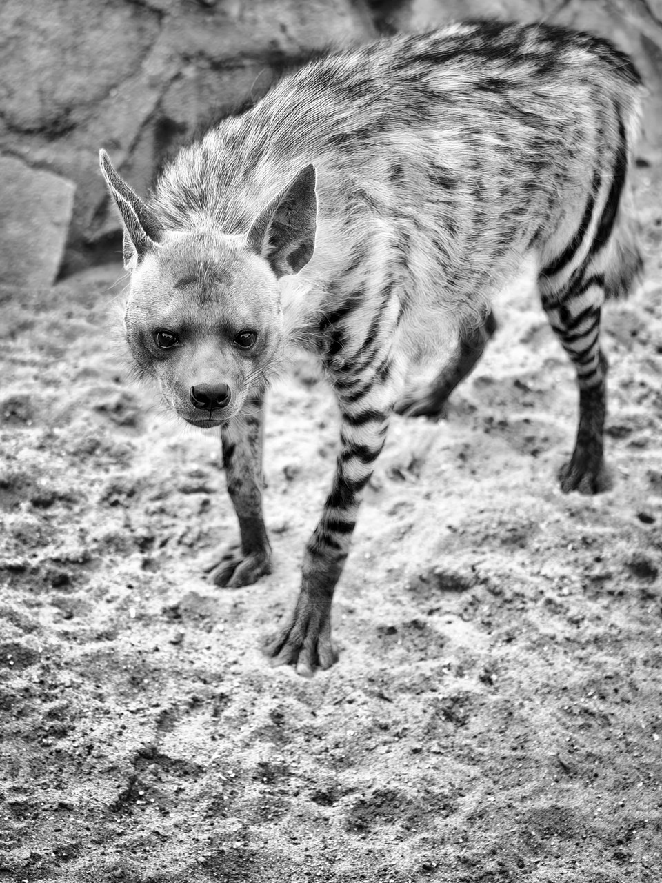 Полосатая гиена