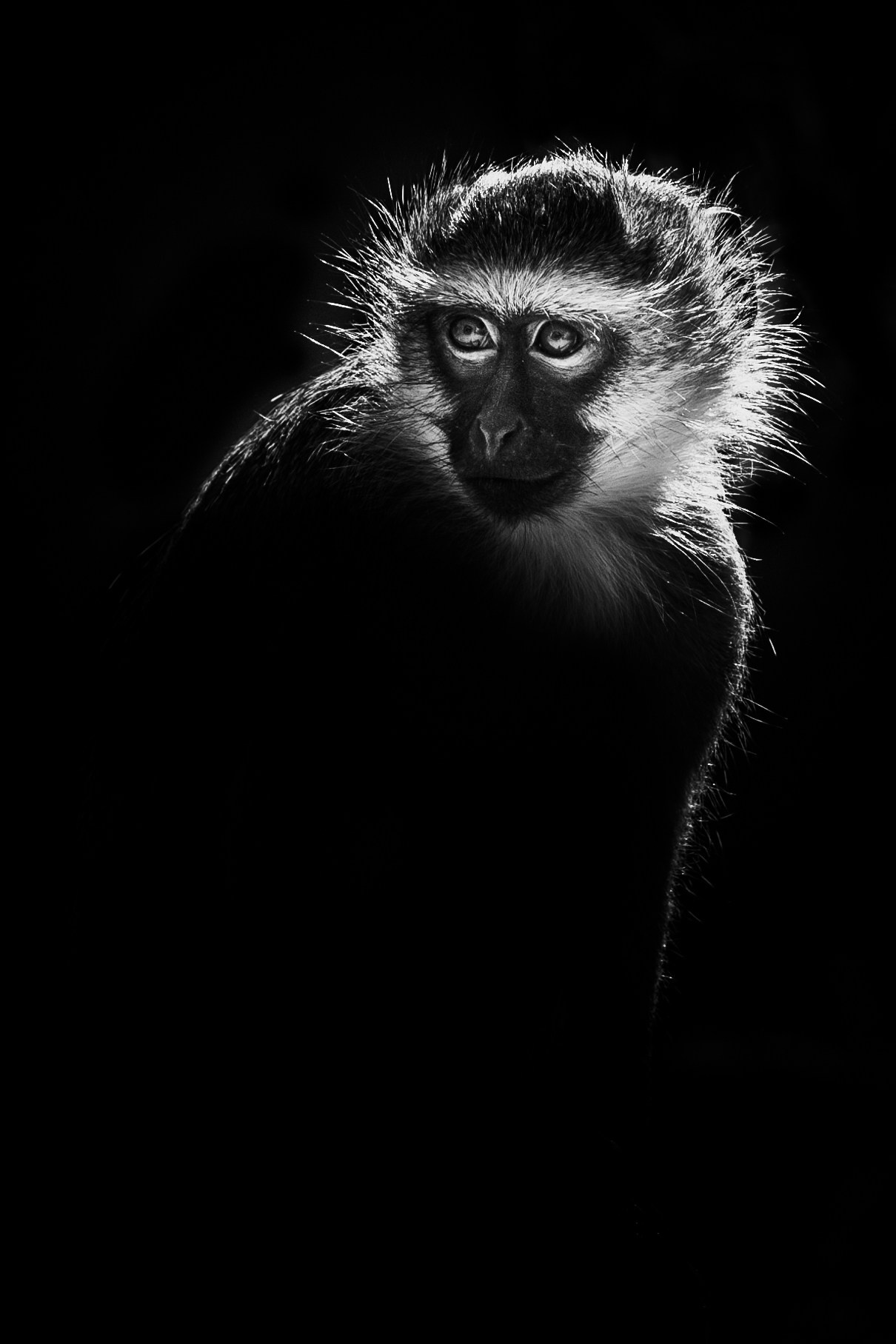 Wildlife in black and white. Фотограф Дикой природы, пейзажа и спорта. Pavel Che