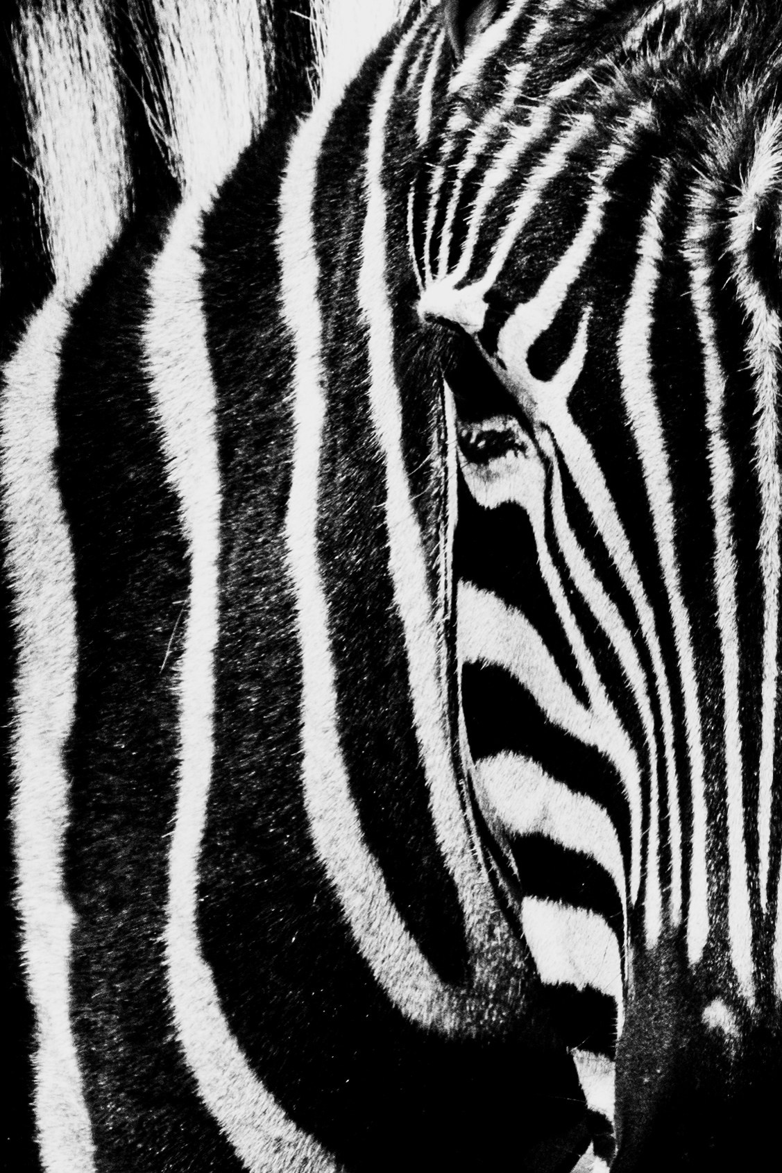Wildlife in black and white. Фотограф Дикой природы, пейзажа и спорта. Pavel Che