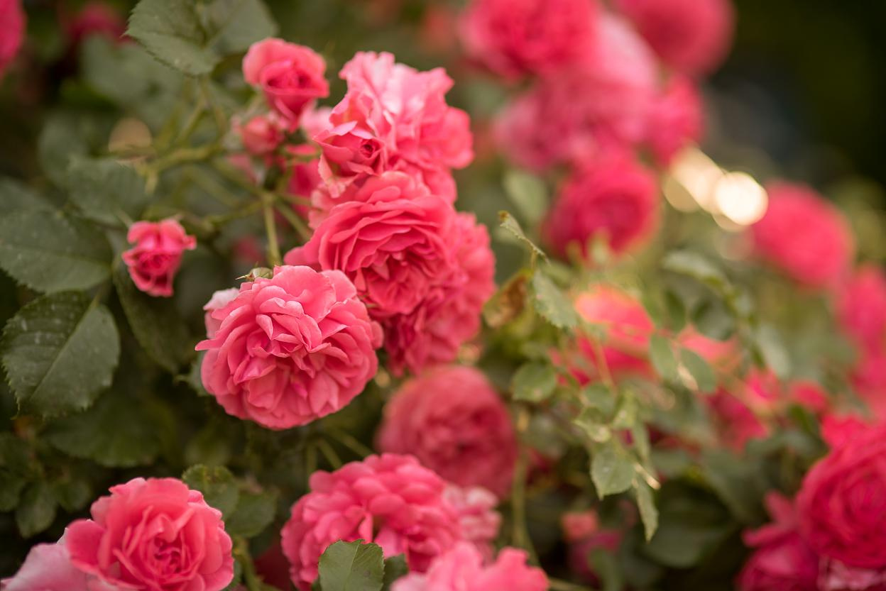 Фотограф Нижний Новгород цены. Семейный и детский фотограф в Нижнем Новгороде Валентина Леонтьева