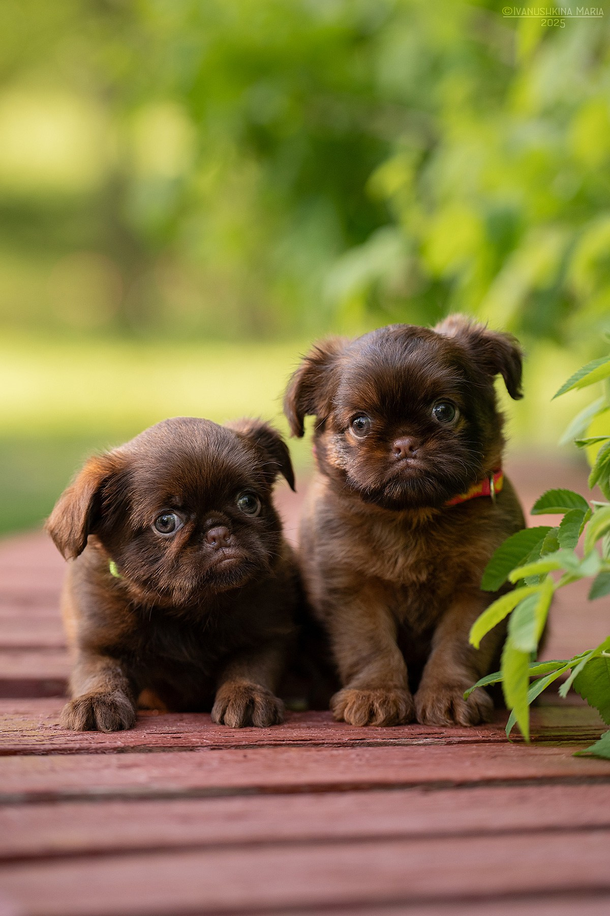 Фотосессия щенков на продажу. Фотограф собак в Москве и Московской области Иванушкина Мария