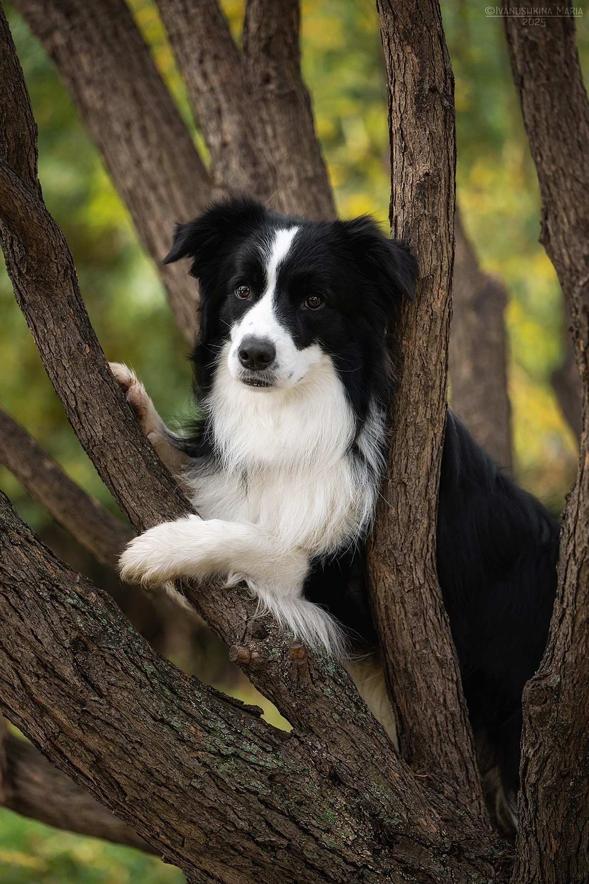 Фотограф-анималист. Фотограф собак в Москве и Московской области Иванушкина Мария