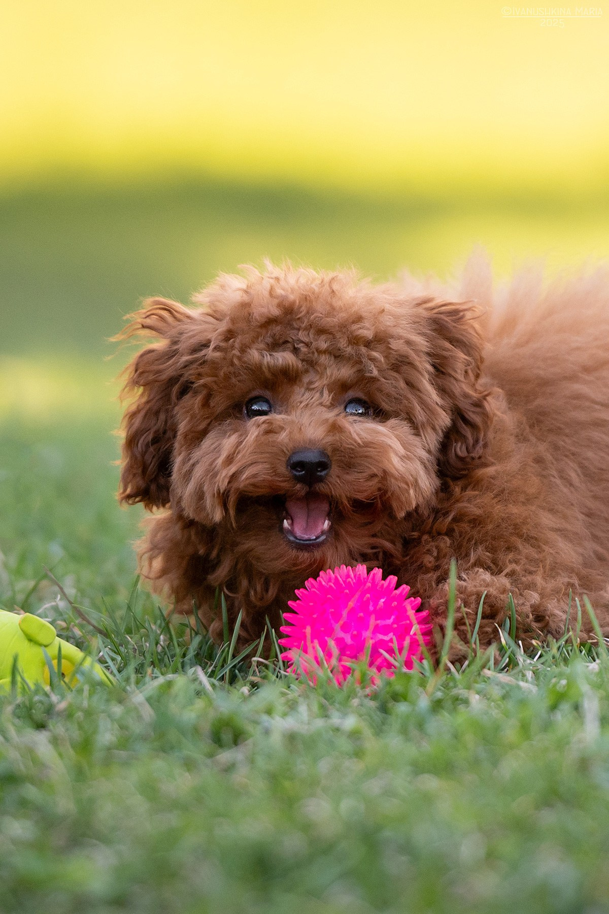 Фотосессия щенков на продажу. Фотограф собак в Москве и Московской области Иванушкина Мария